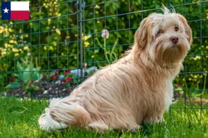 Read more about the article Havanese breeders and puppies in Texas