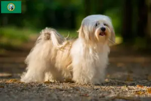 Read more about the article Havanese breeders and puppies in Washington