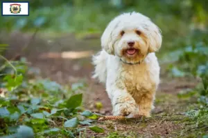 Read more about the article Havanese breeders and puppies in West Virginia