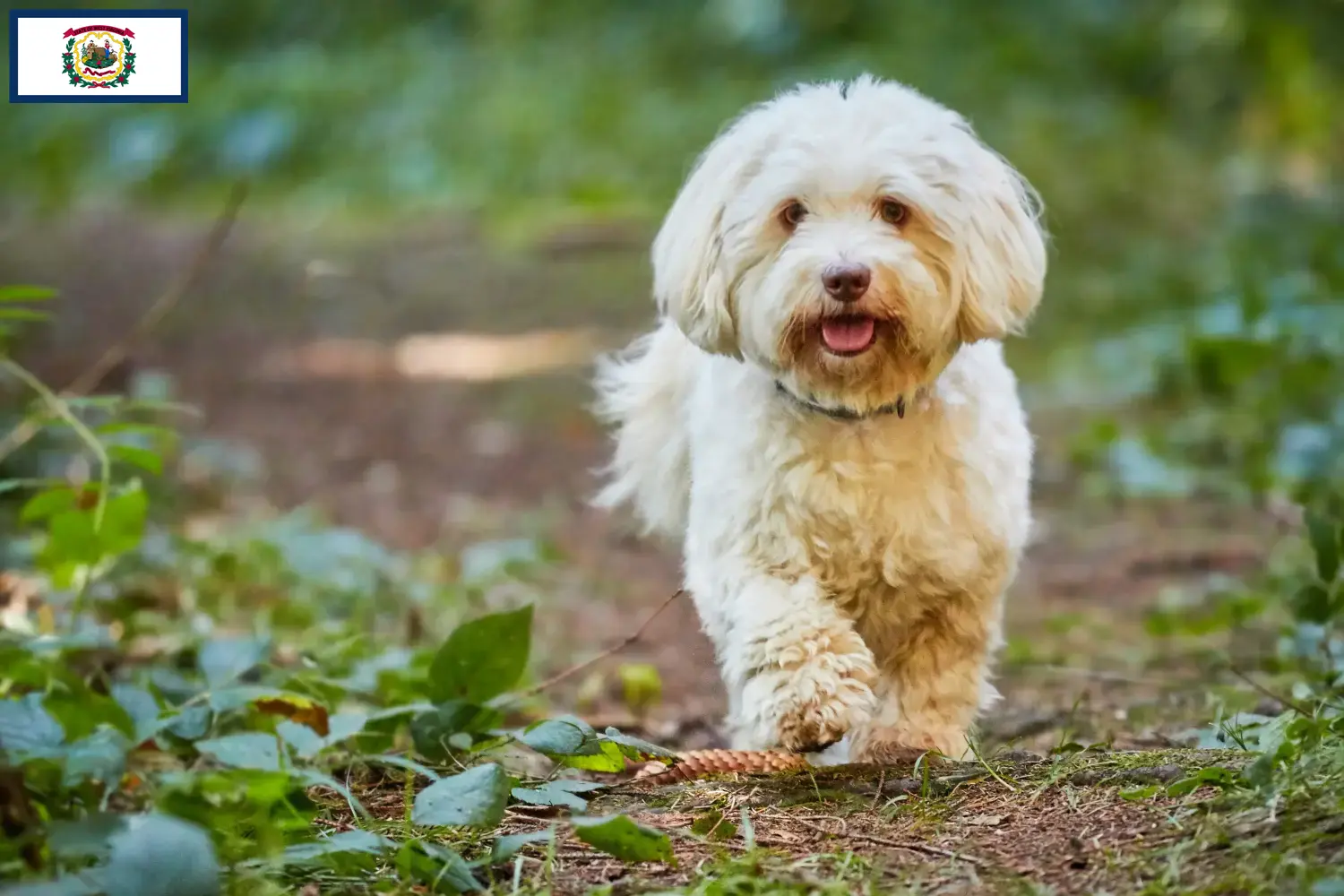 Havanese puppies and breeders West Virginia Find Havanese breeders in West Virginia here.