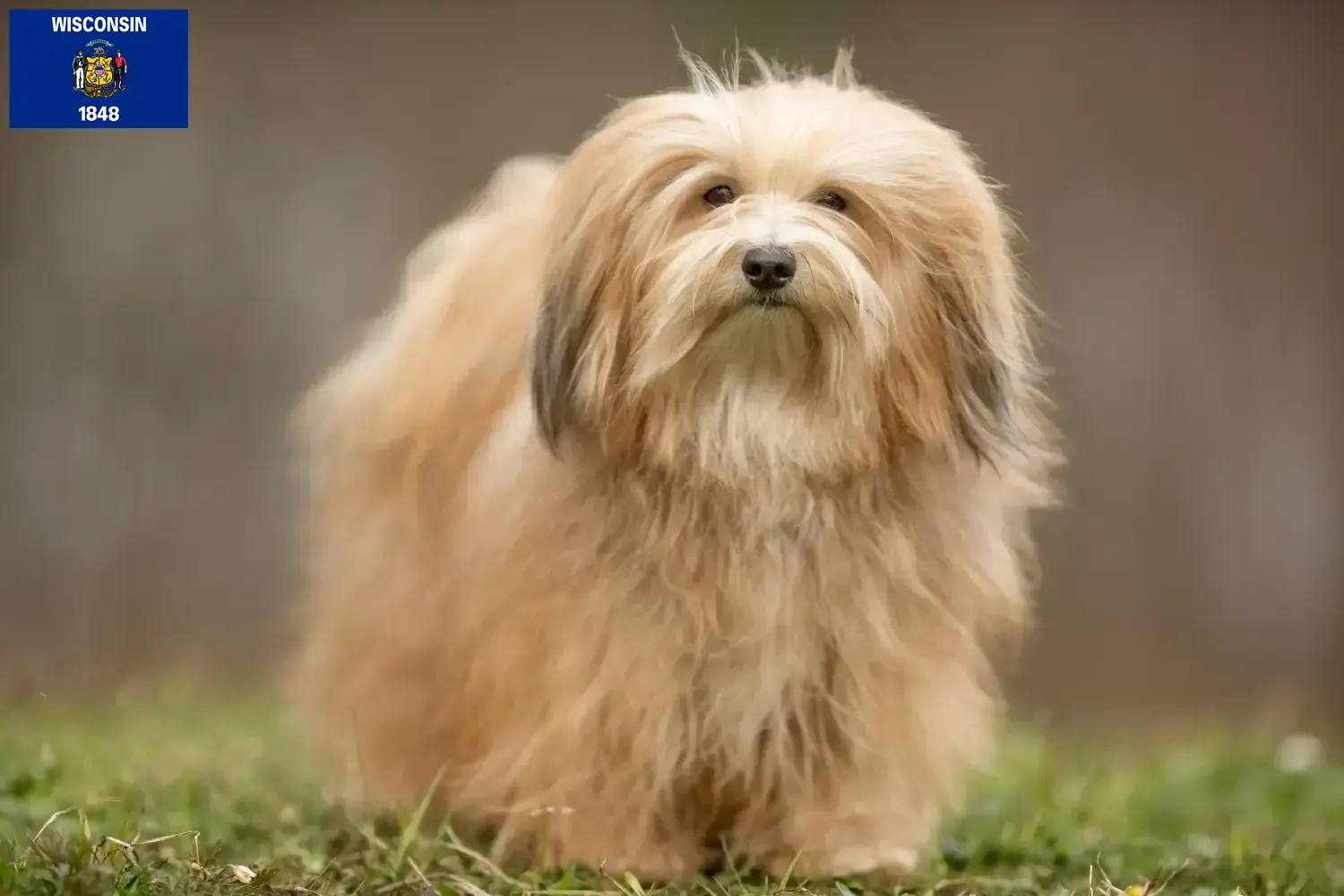 Havanese puppies and breeders Wisconsin Find Havanese breeders in Wisconsin here.