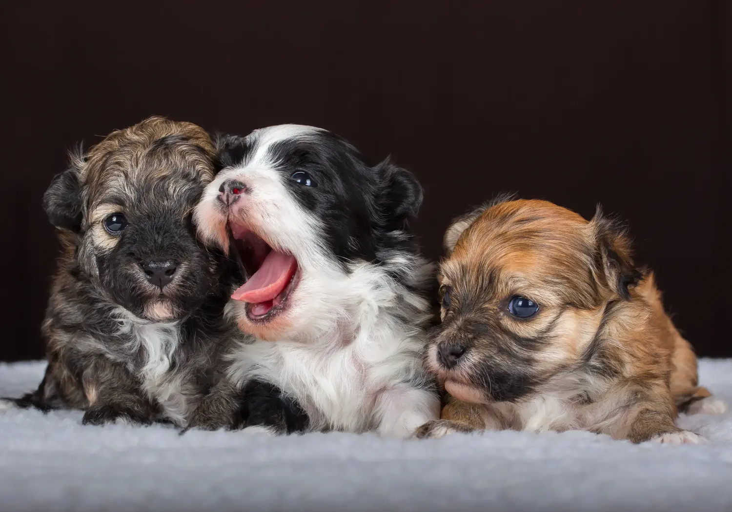 Buying a Havanese puppy means taking responsibility! Buy Havanese puppies.