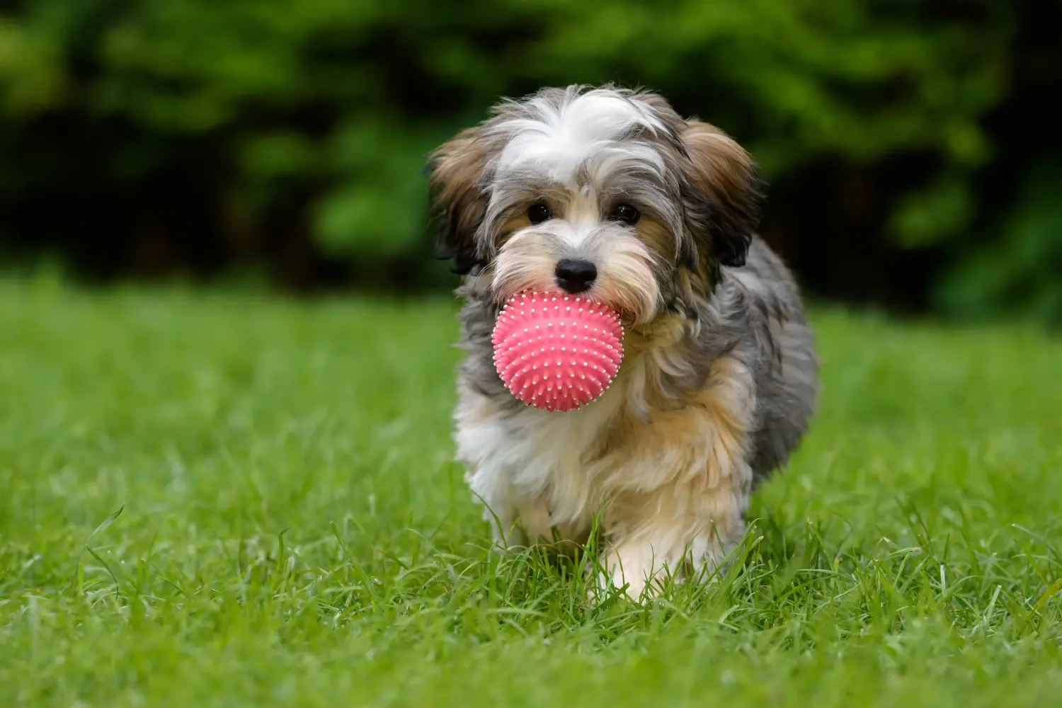 Buying a Havanese puppy means taking responsibility! Buy Havanese puppies.
