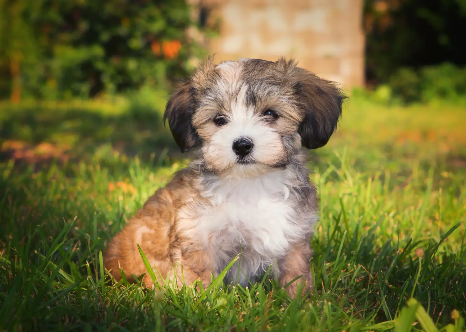 Buying a Havanese puppy means taking responsibility! Buy Havanese puppies.
