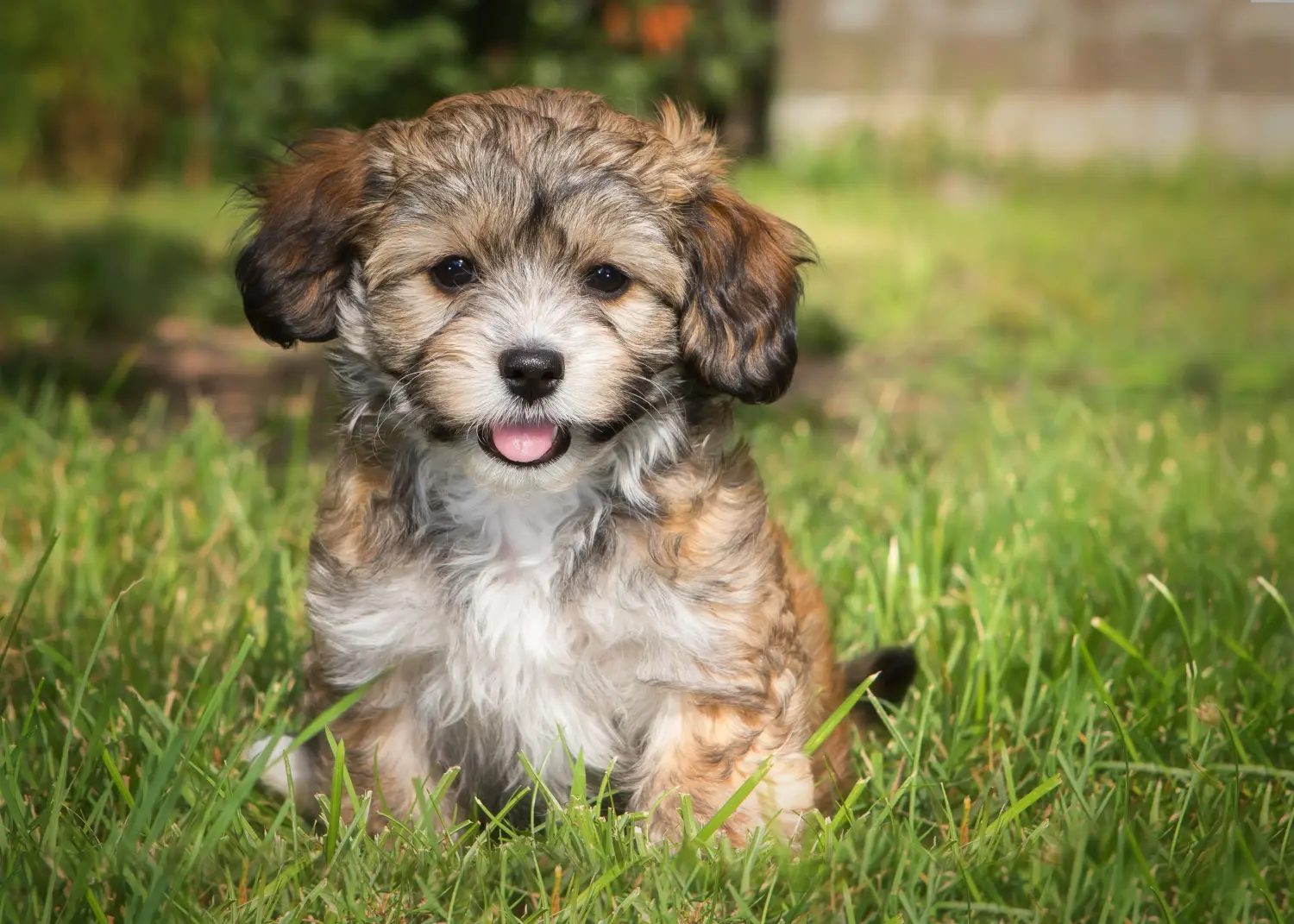 Buying a Havanese puppy means taking responsibility! Buy Havanese puppies.