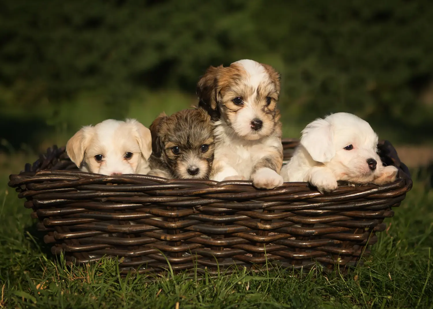 Buying a Havanese puppy means taking responsibility! Buy Havanese puppies.