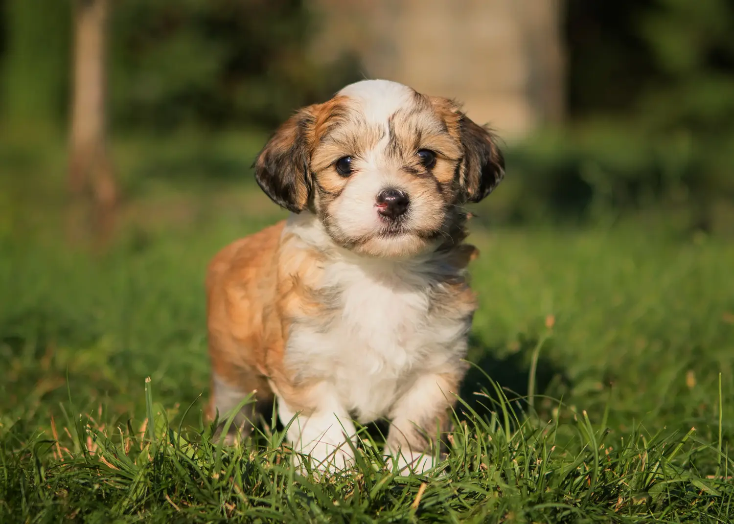 Buying a Havanese puppy means taking responsibility! Buy Havanese puppies.