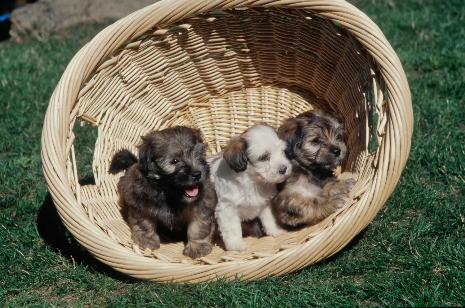 Buying a Havanese puppy means taking responsibility! Buy Havanese puppies.