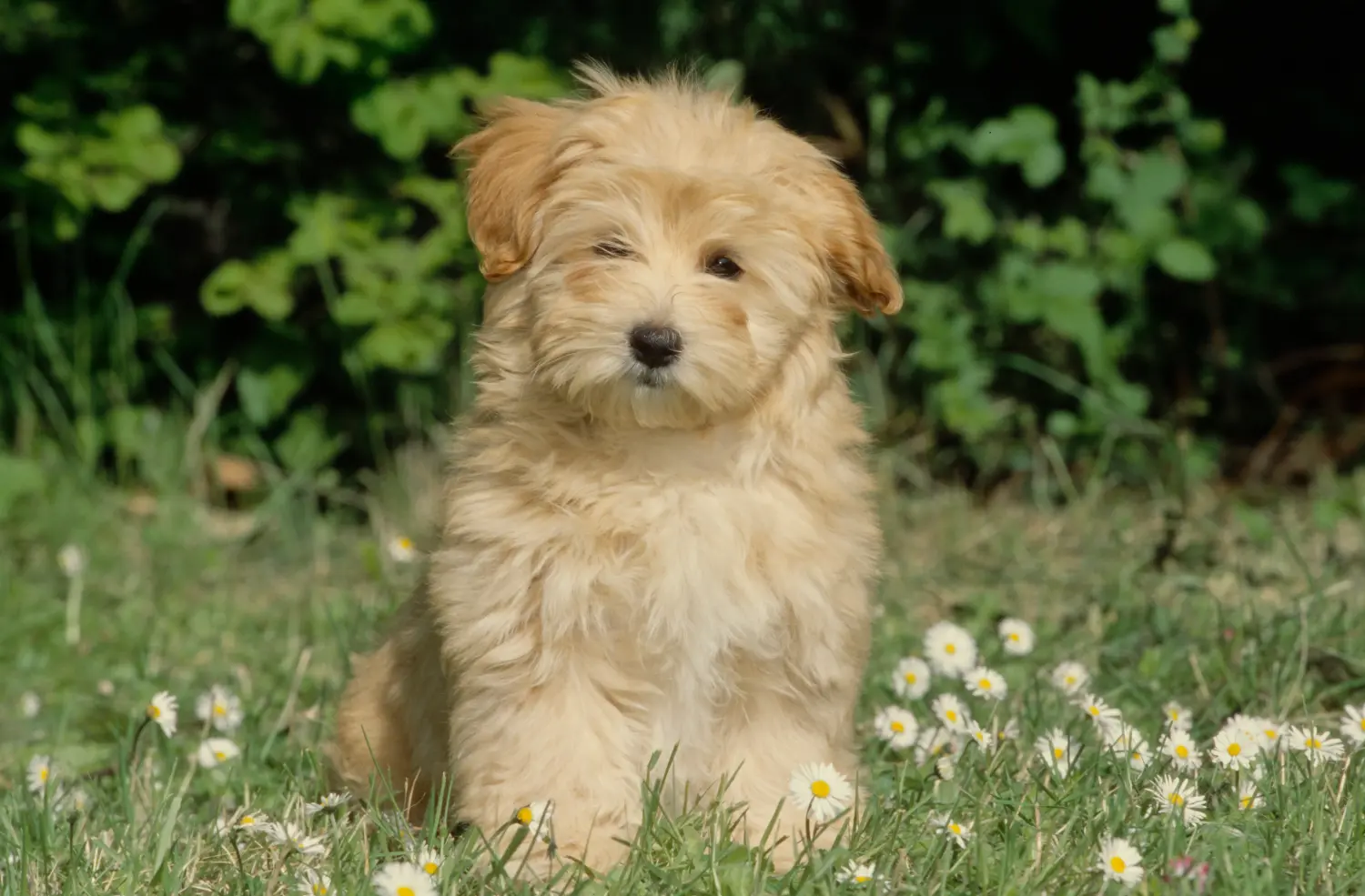 Buying a Havanese puppy means taking responsibility! Buy Havanese puppies.