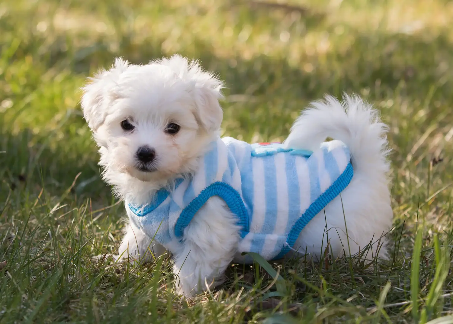 Buying a Havanese puppy means taking responsibility! Buy Havanese puppies.