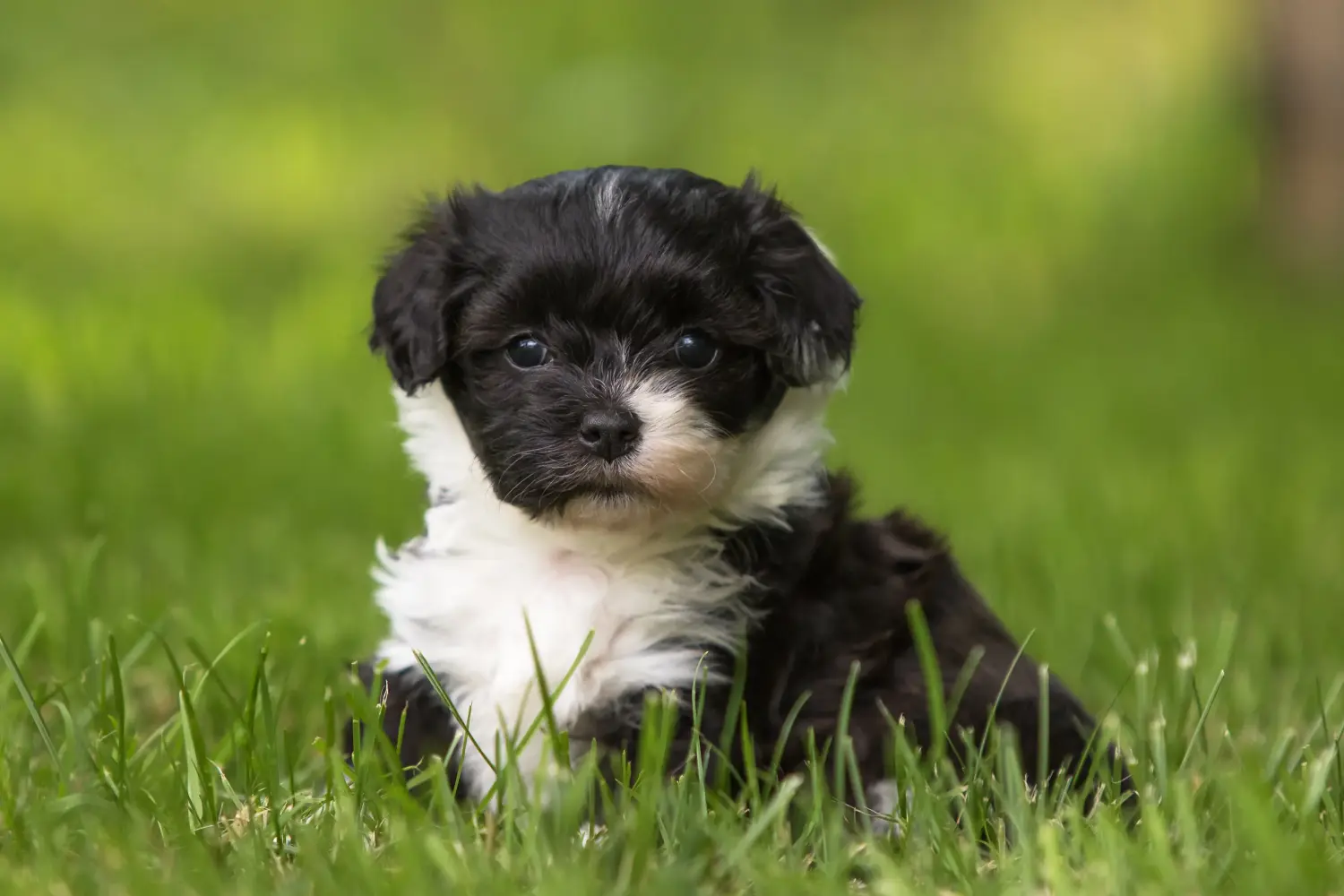 Buying a Havanese puppy means taking responsibility! Buy Havanese puppies.