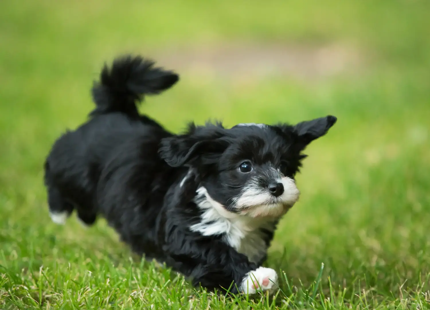 Buying a Havanese puppy means taking responsibility! Buy Havanese puppies.