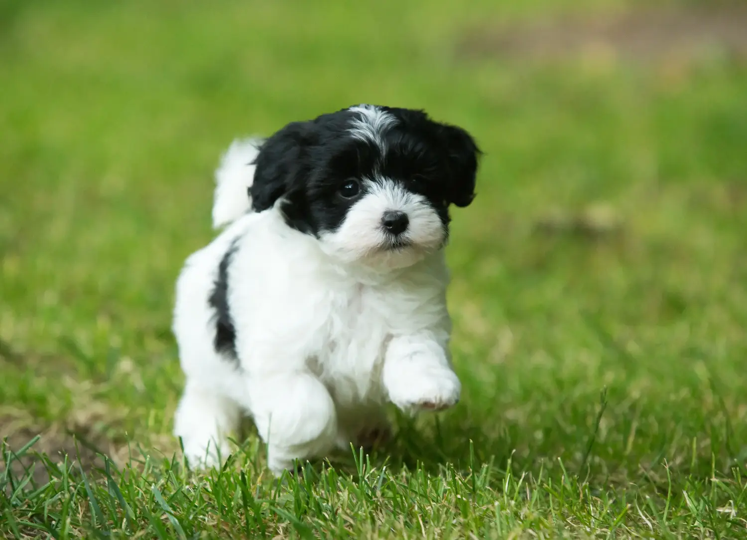 Buying a Havanese puppy means taking responsibility! Buy Havanese puppies.
