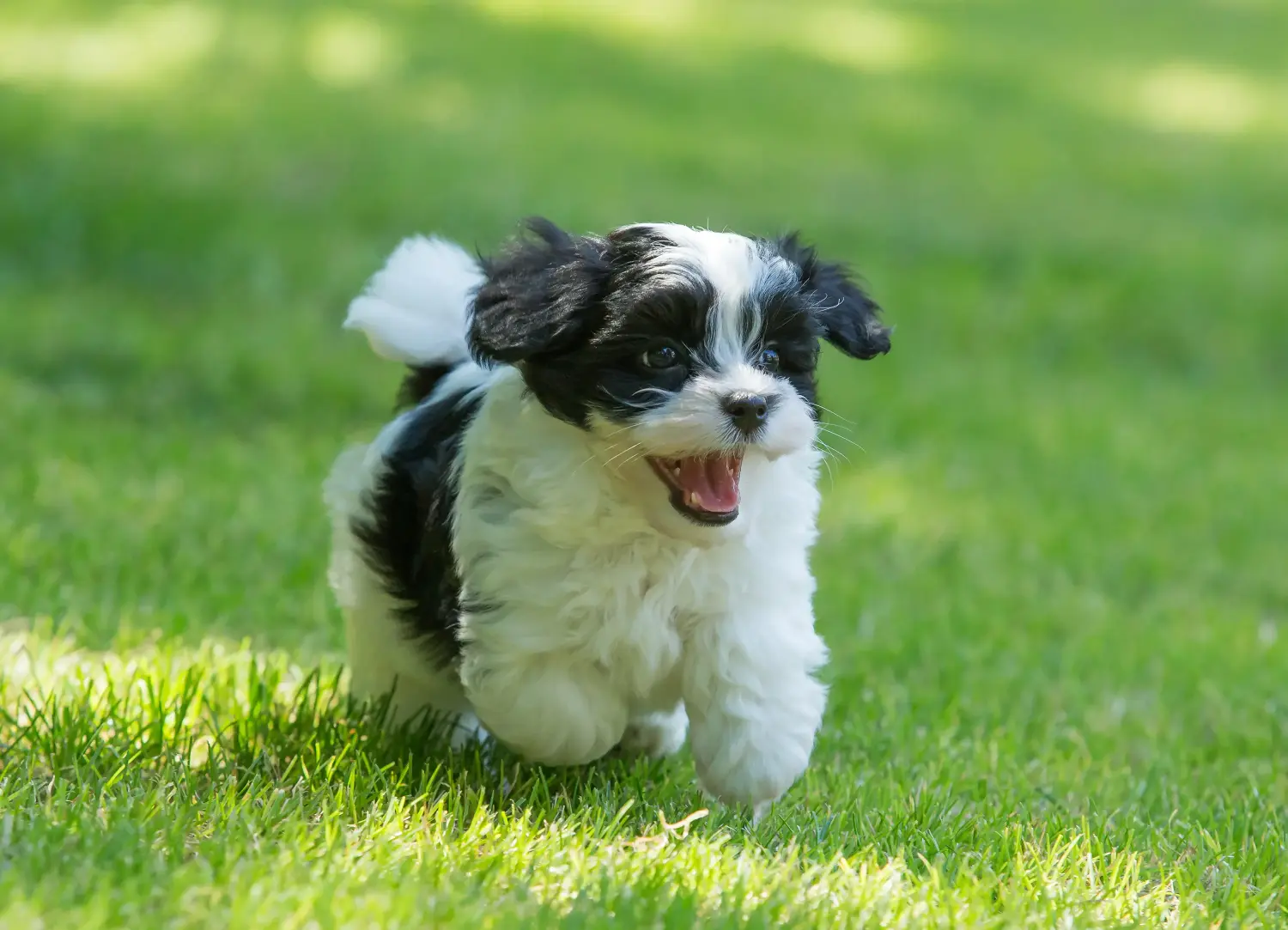 Buying a Havanese puppy means taking responsibility! Buy Havanese puppies.