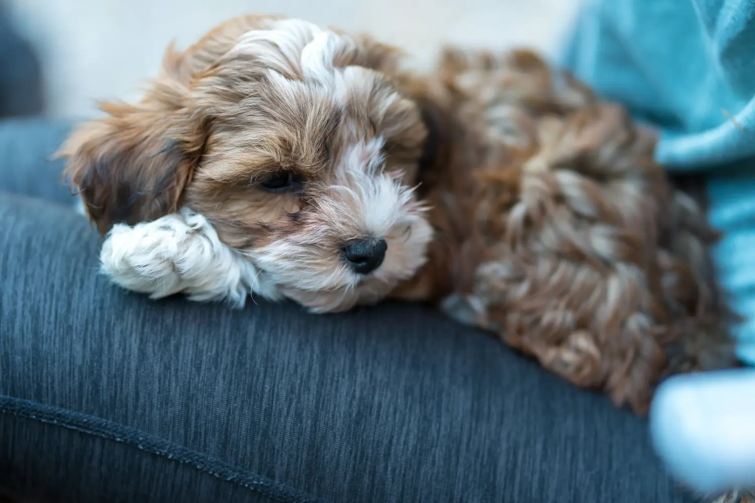 Buying a Havanese puppy means taking responsibility! Buy Havanese puppies.