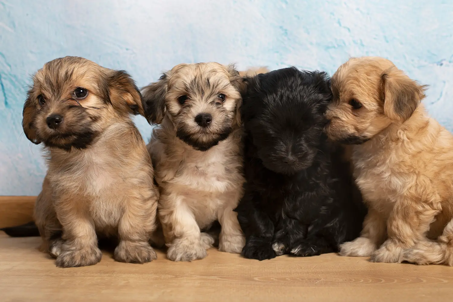 Buying a Havanese puppy means taking responsibility! Buy Havanese puppies.