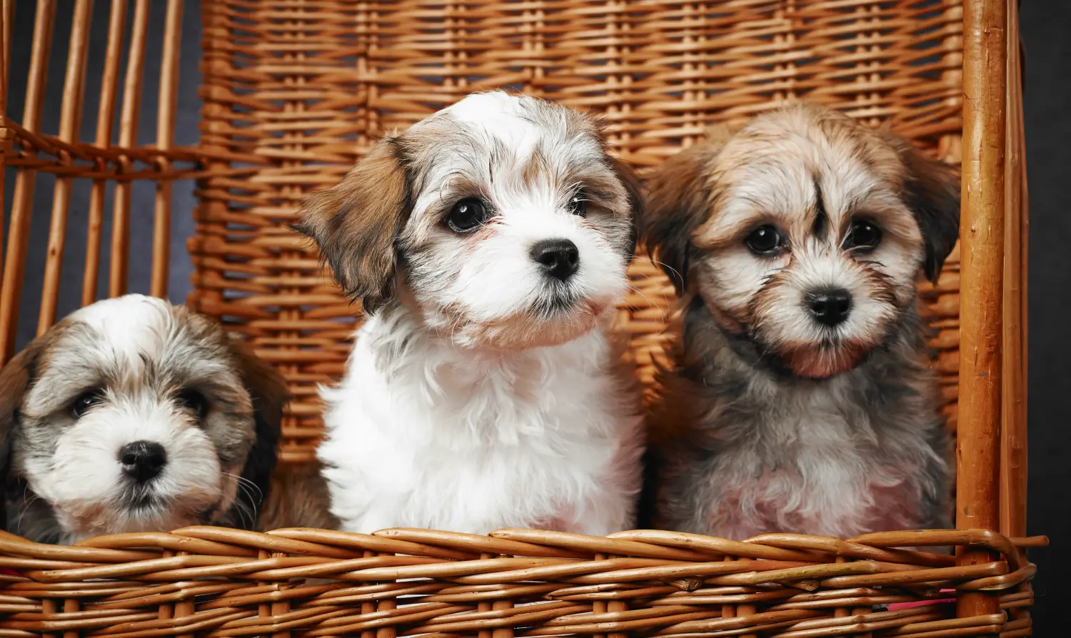 Buying a Havanese puppy means taking responsibility! Buy Havanese puppies.