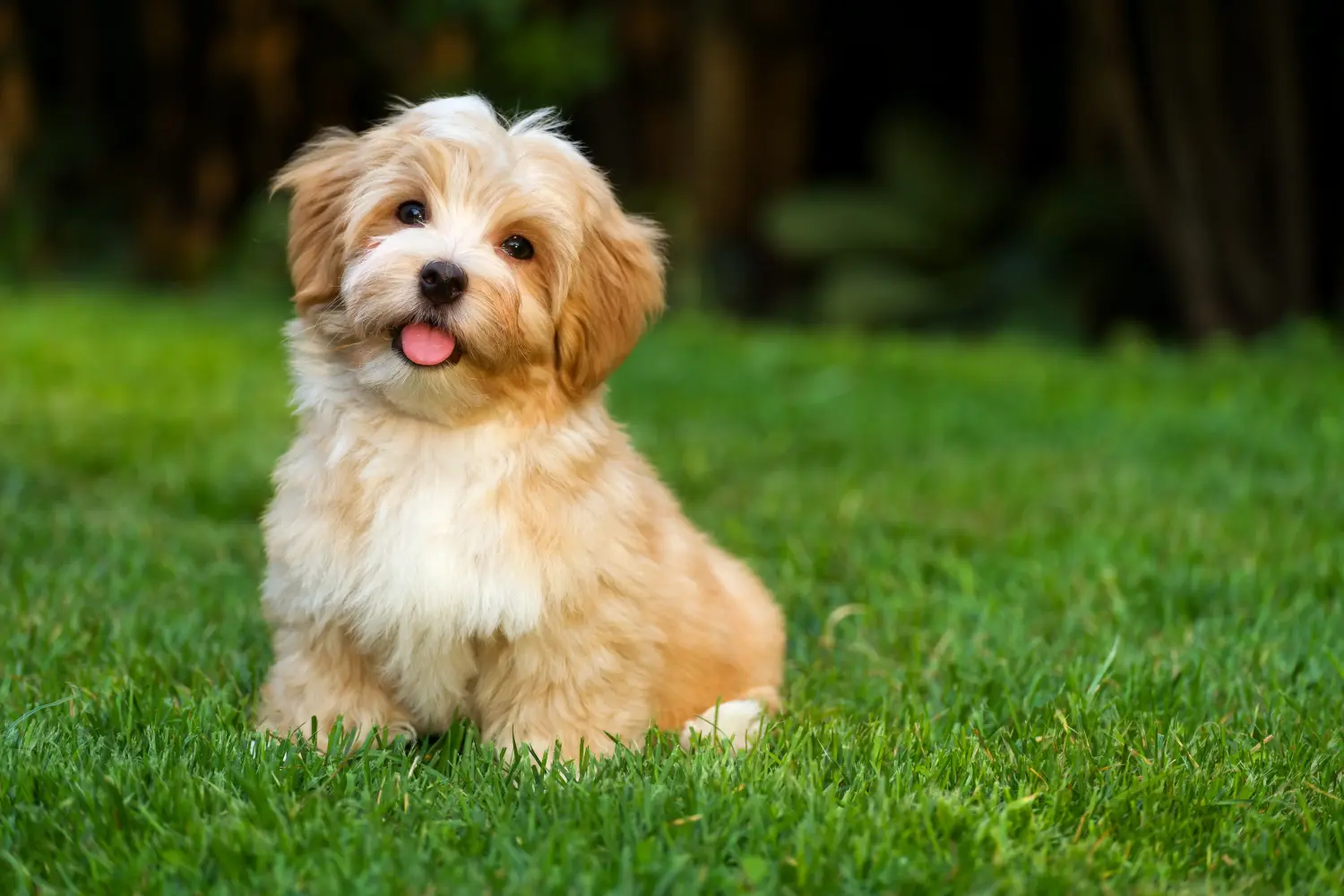 Buying a Havanese puppy means taking responsibility! Buy Havanese puppies.