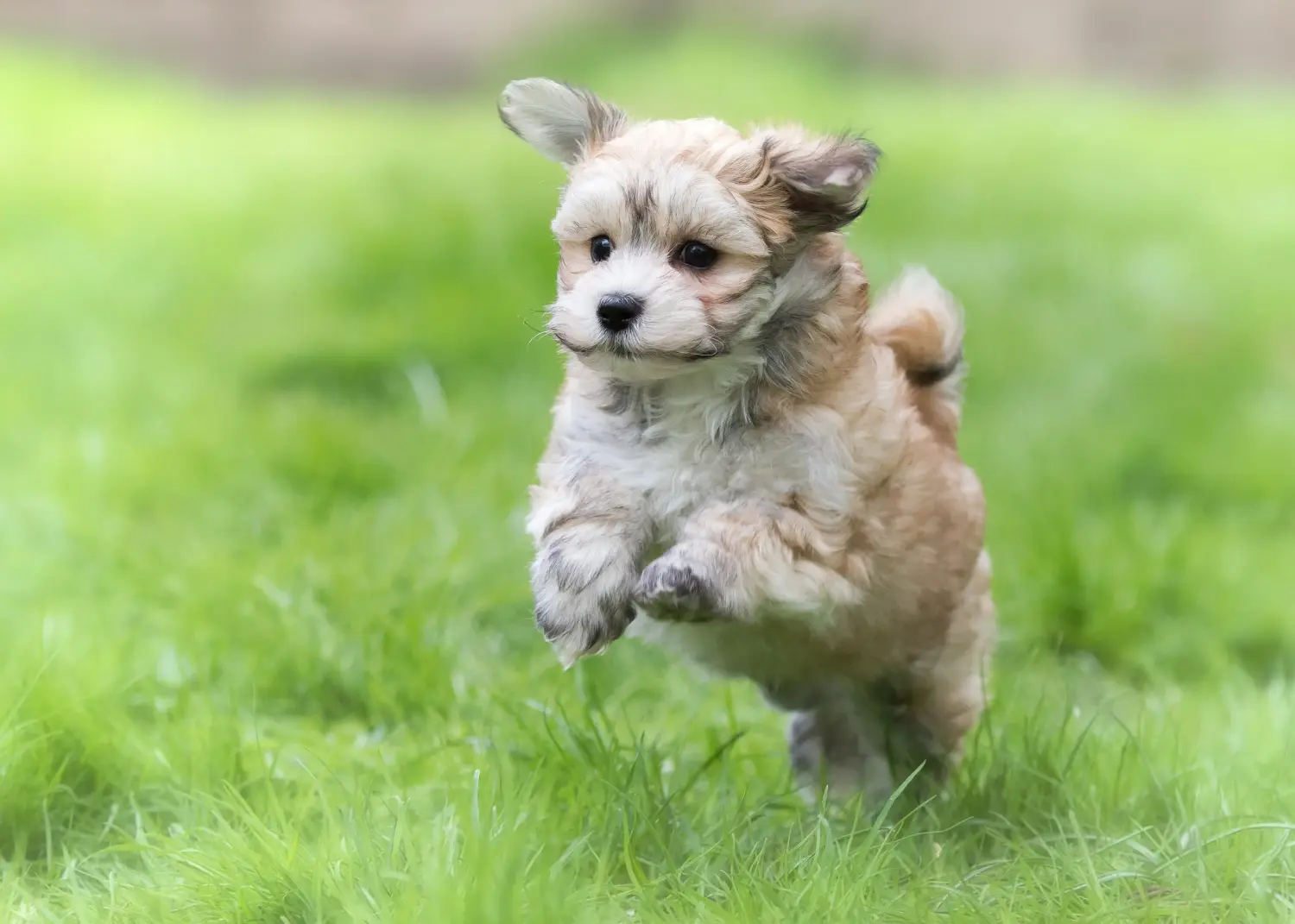 Buying a Havanese puppy means taking responsibility! Buy Havanese puppies.