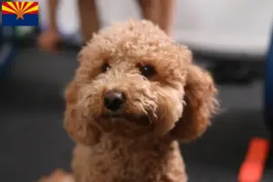 Read more about the article Havapoo breeders and puppies in Arizona