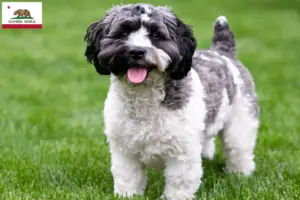 Read more about the article Havapoo breeders and puppies in California
