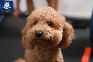 Read more about the article Havapoo breeders and puppies in Connecticut