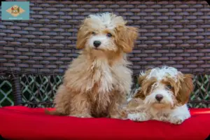 Read more about the article Havapoo breeders and puppies in Delaware