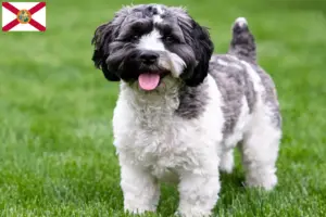 Read more about the article Havapoo breeders and puppies in Florida
