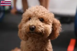 Read more about the article Havapoo breeders and puppies in Hawaii