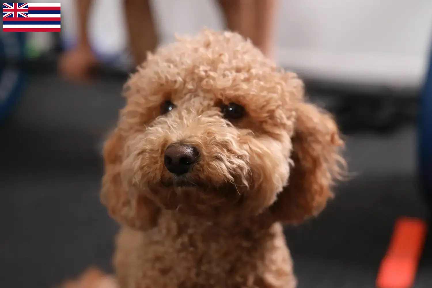 Havapoo puppies and breeders Hawaii Here you can find Havapoos breeders in Hawaii.