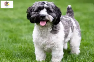 Read more about the article Havapoo breeders and puppies in Illinois