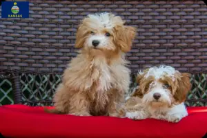 Read more about the article Havapoo breeders and puppies in Kansas