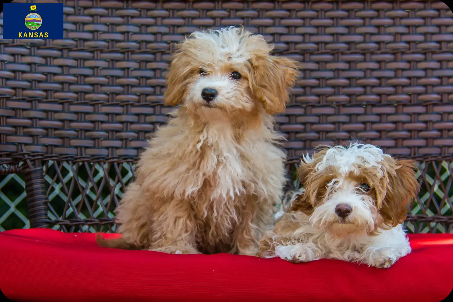 Havapoo puppies and breeders Kansas Here you can find Havapoos breeders in Kansas.