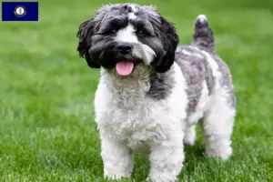 Read more about the article Havapoo breeders and puppies in Kentucky