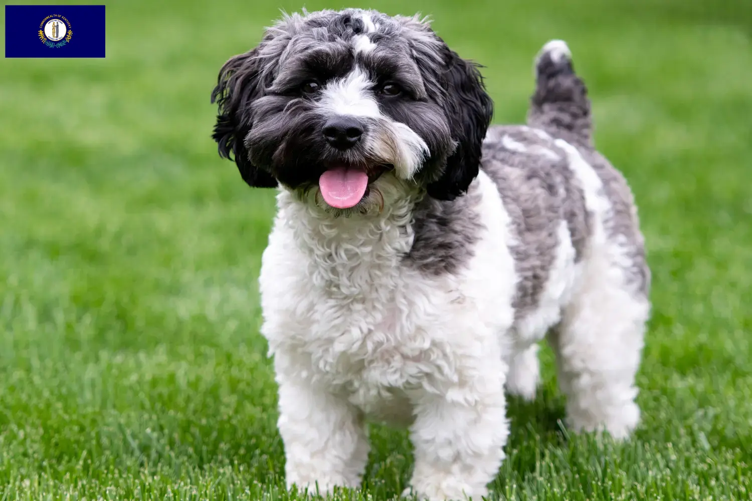 Read more about the article Havapoo breeders and puppies in Kentucky