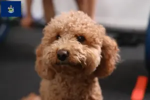 Read more about the article Havapoo breeders and puppies in Maine