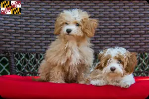 Read more about the article Havapoo breeders and puppies in Maryland