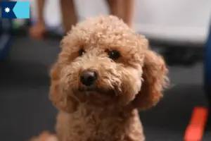 Read more about the article Havapoo breeders and puppies in Minnesota