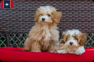 Read more about the article Havapoo breeders and puppies in Mississippi