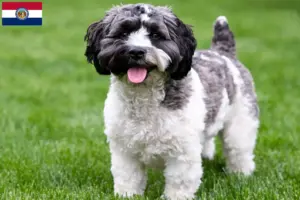 Read more about the article Havapoo breeders and puppies in Missouri