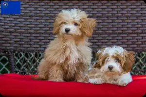Read more about the article Havapoo breeders and puppies in Nevada