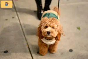 Read more about the article Havapoo breeders and puppies in New Jersey