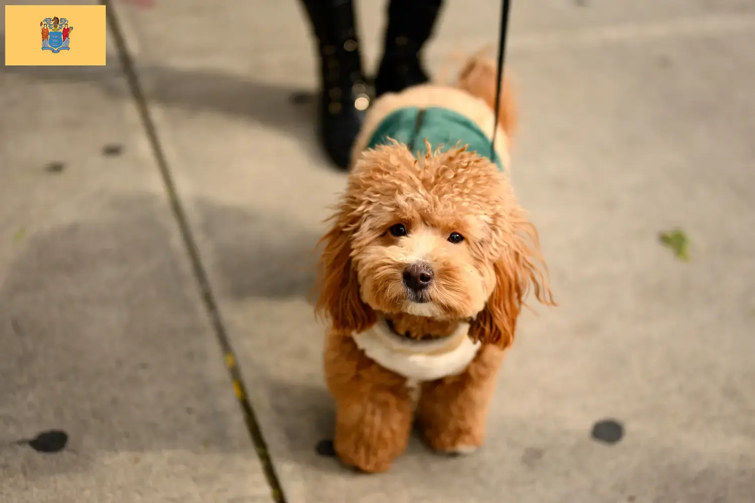 Havapoo puppies and breeders New Jersey Here you can find Havapoos breeders in New Jersey.