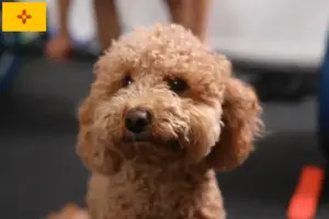 Read more about the article Havapoo breeders and puppies in New Mexico