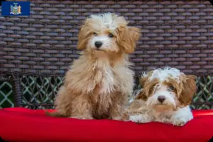 Read more about the article Havapoo breeders and puppies in New York