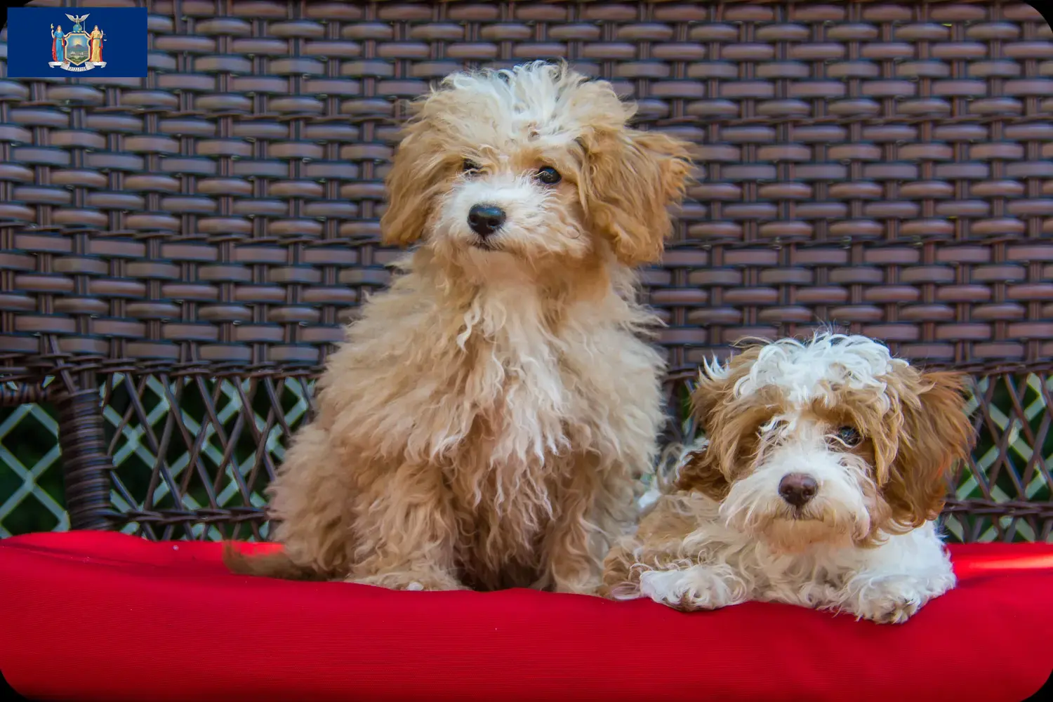 Havapoo puppies and breeders New York Here you can find Havapoos breeders in New York.