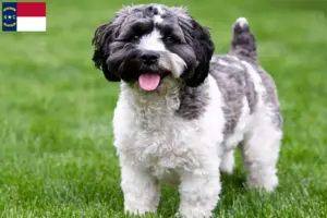 Read more about the article Havapoo breeders and puppies in North Carolina