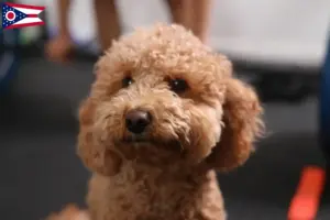 Read more about the article Havapoo breeders and puppies in Ohio