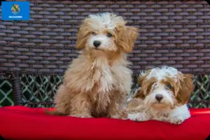 Read more about the article Havapoo breeders and puppies in Oklahoma