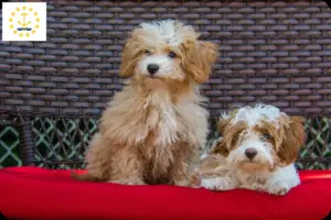 Read more about the article Havapoo breeders and puppies in Rhode Island